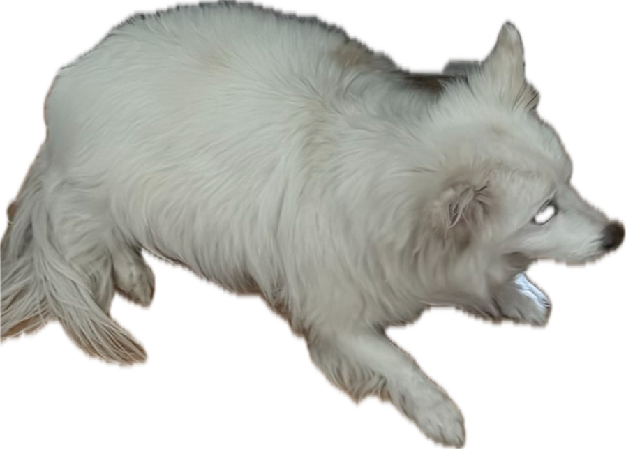 American Eskimo Dog