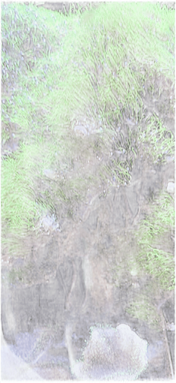 Sea Anemone, a recorded specimen