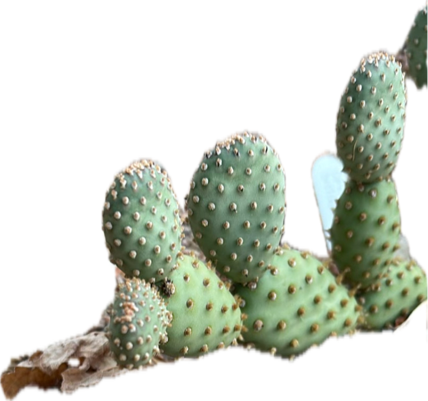 Bunny Ears Cactus