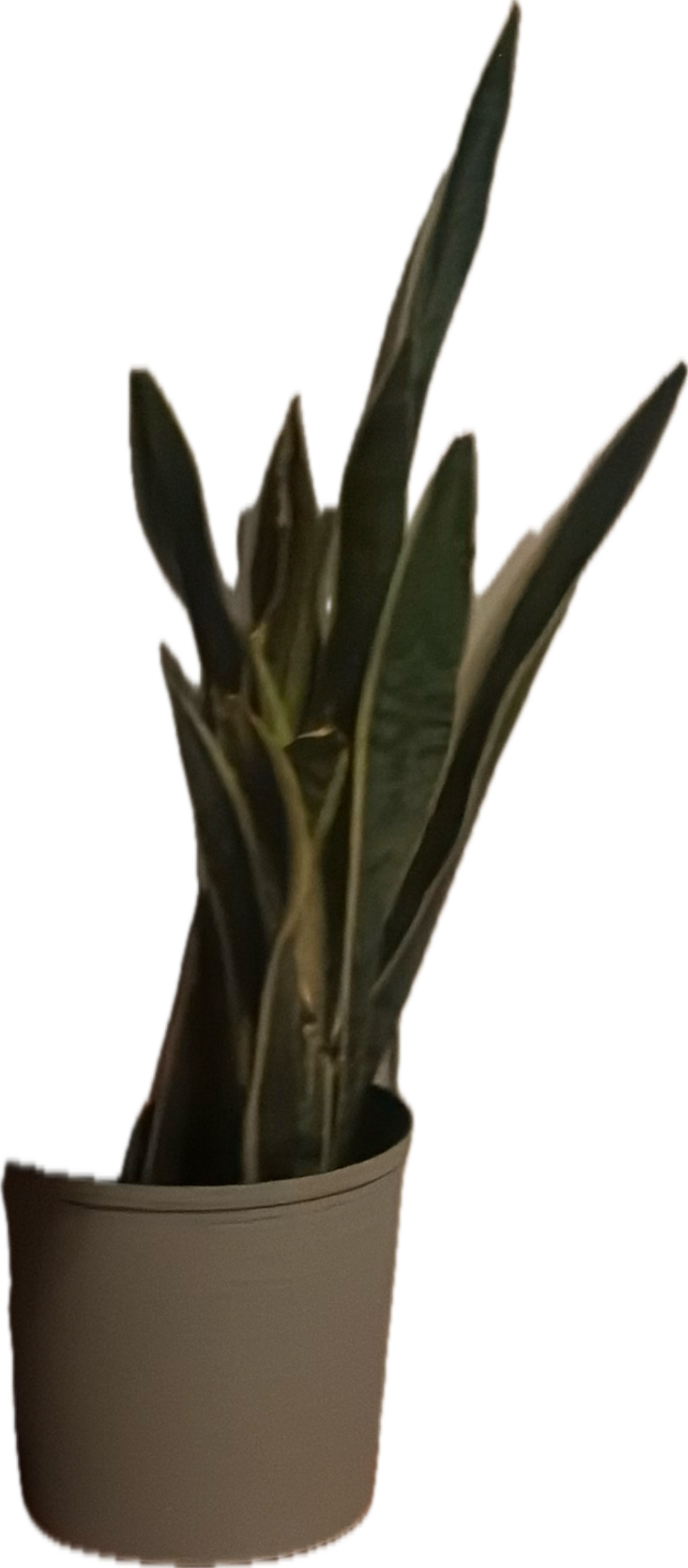 Snake Plant, a recorded specimen