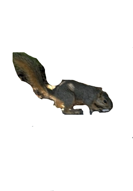 Squirrel, a recorded specimen
