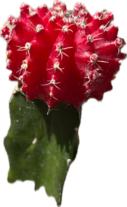 Claret Cup Cactus