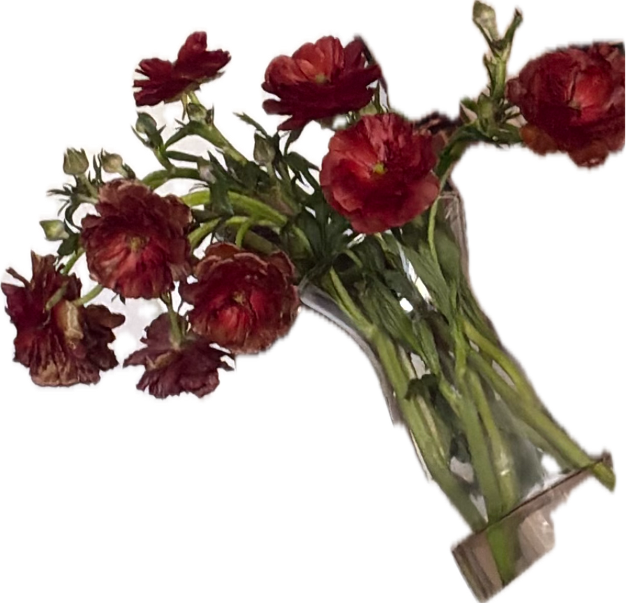 Carnation