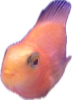 Ocellaris Clownfish