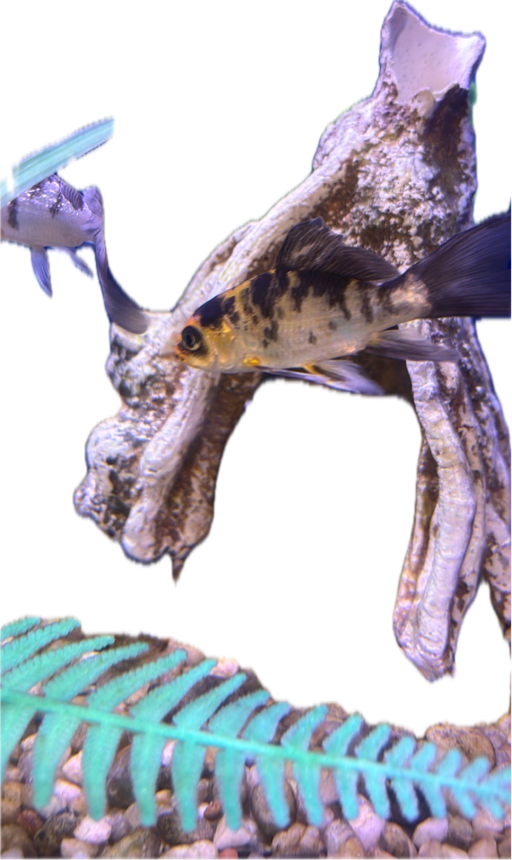 Corydoras Catfish