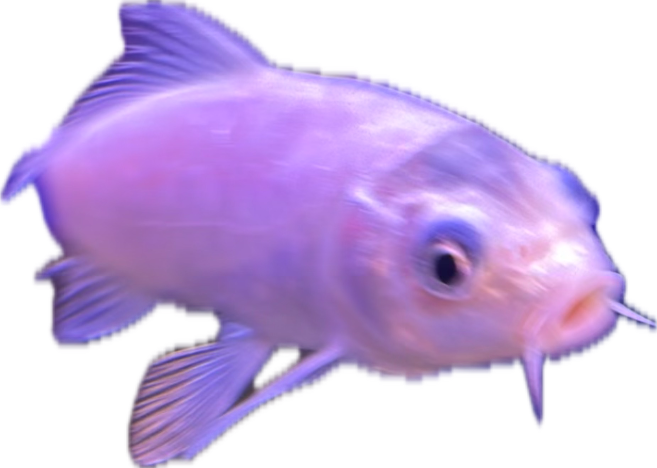White Catfish