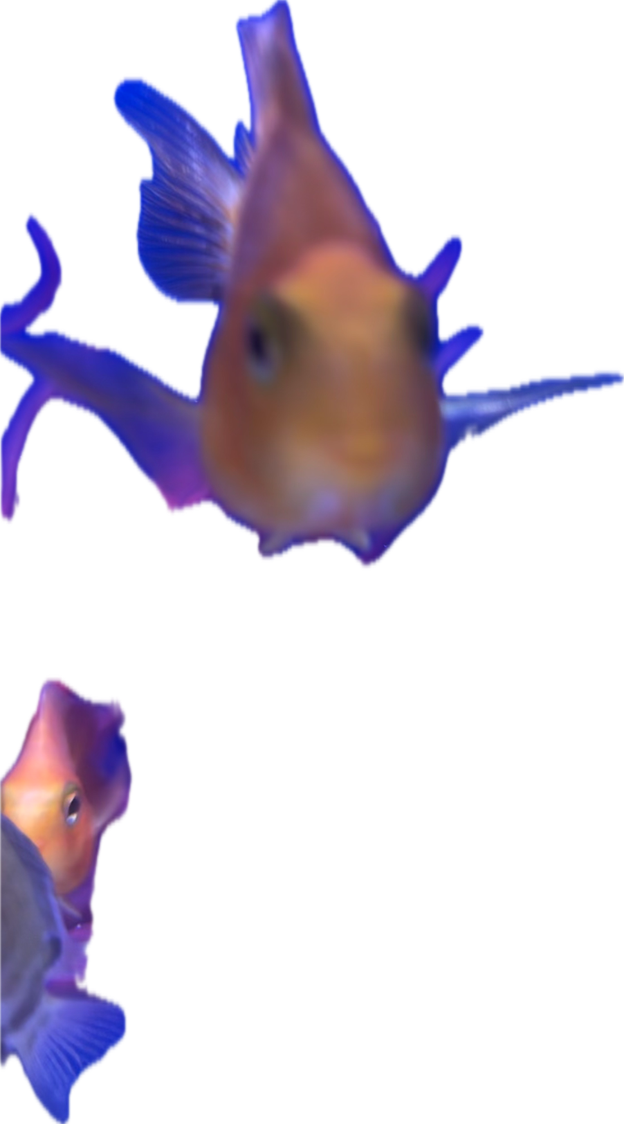 Seahorse