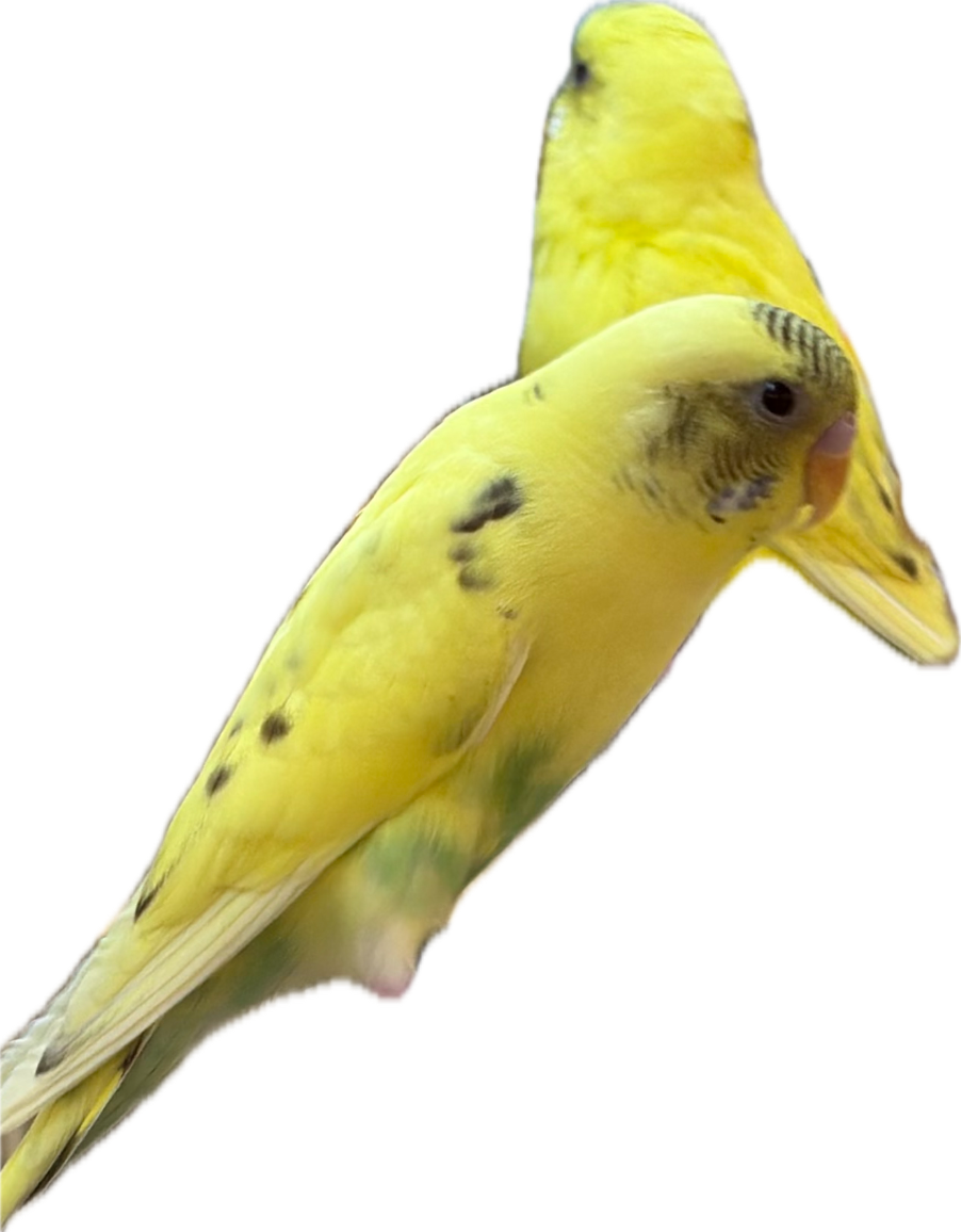Parakeet
