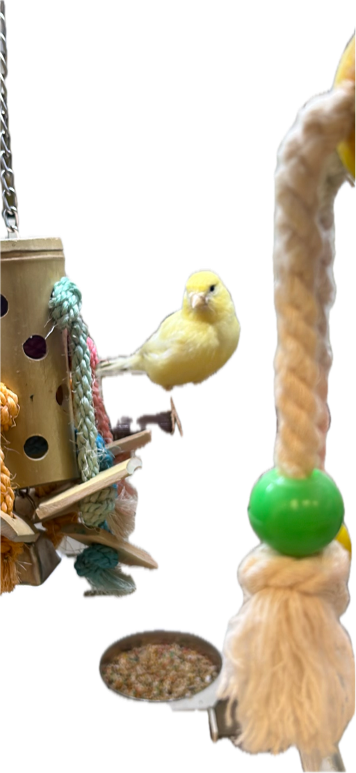 Canary