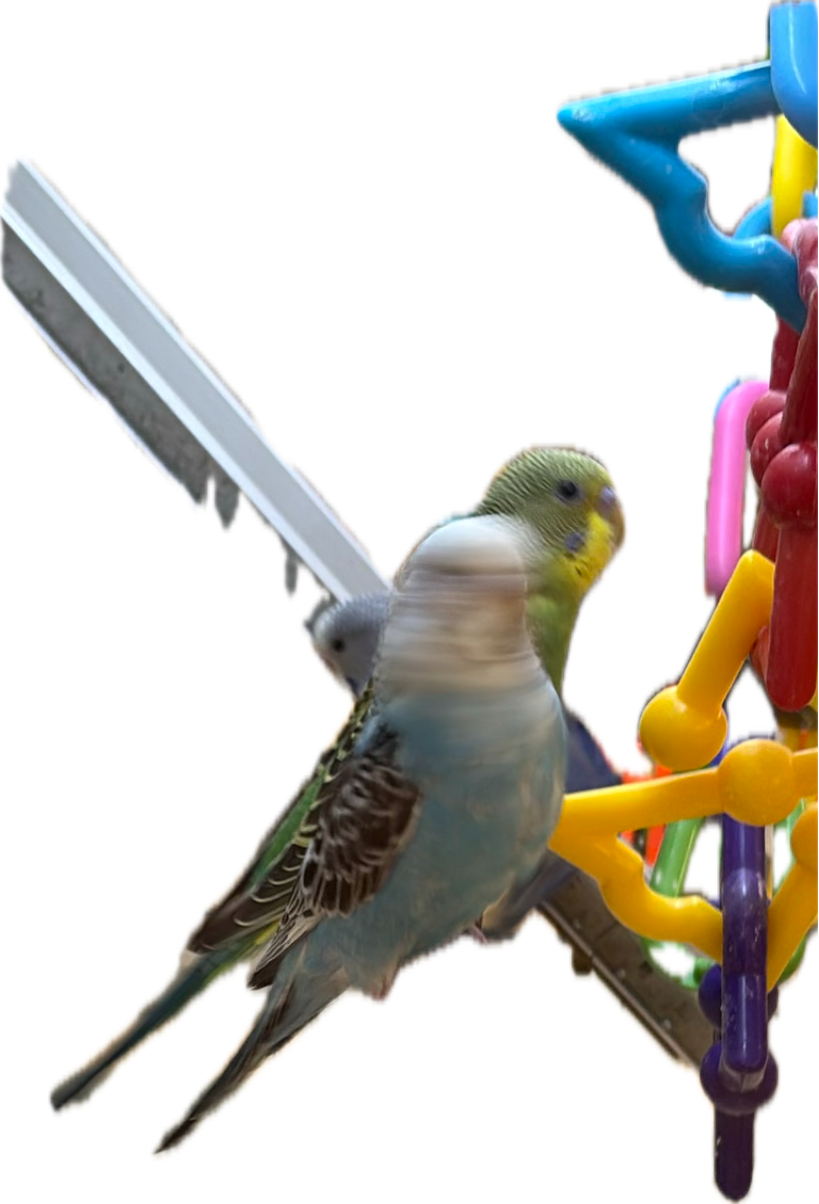 Budgerigar, a recorded specimen