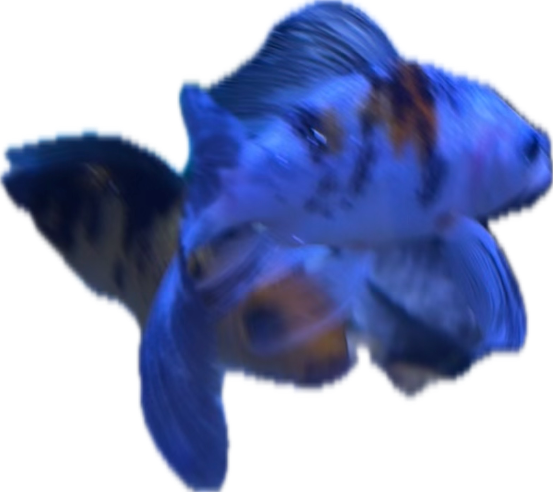 Mandarin Fish