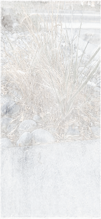 Ornamental Grass