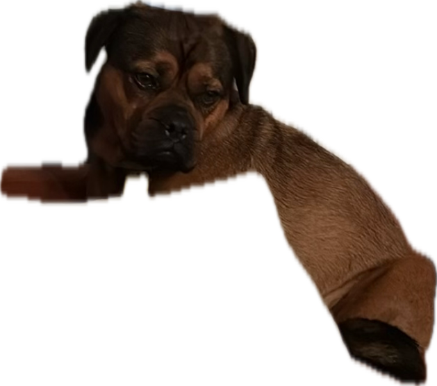 Rottweiler, a recorded specimen