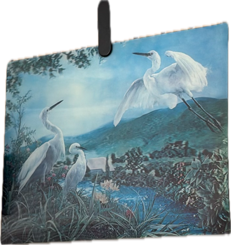Great Egret, a captured specimen