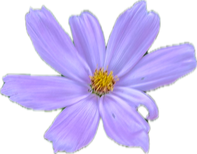Cosmos, a recorded specimen