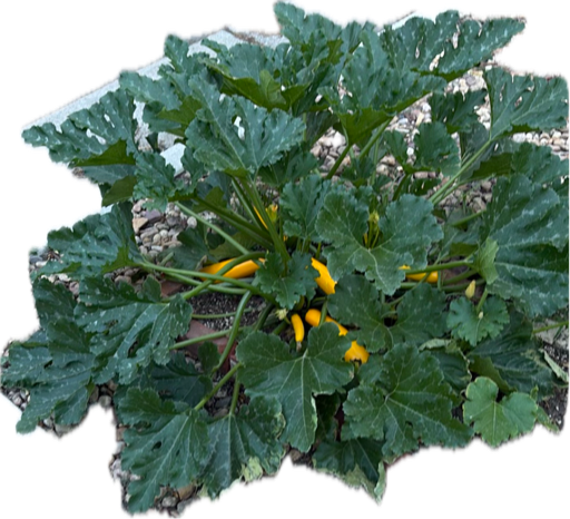 Zucchini