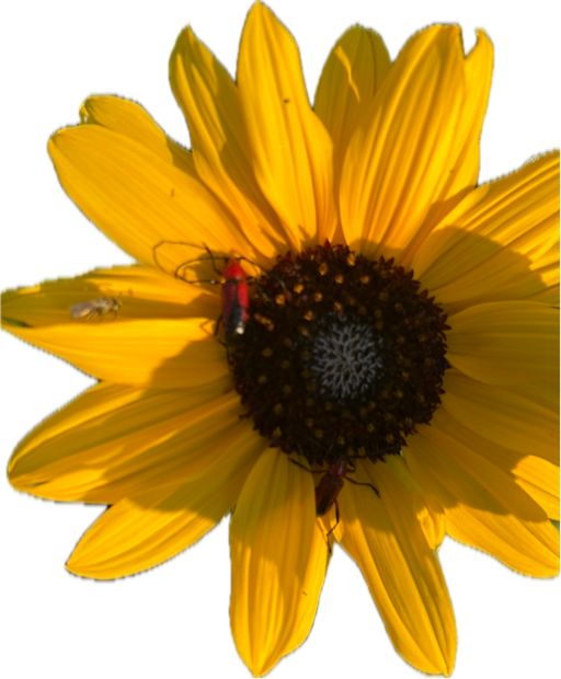 Sunflower, a recorded specimen