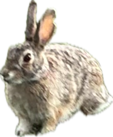 Rabbit, a recorded specimen