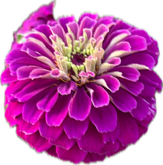 Zinnia, a recorded specimen