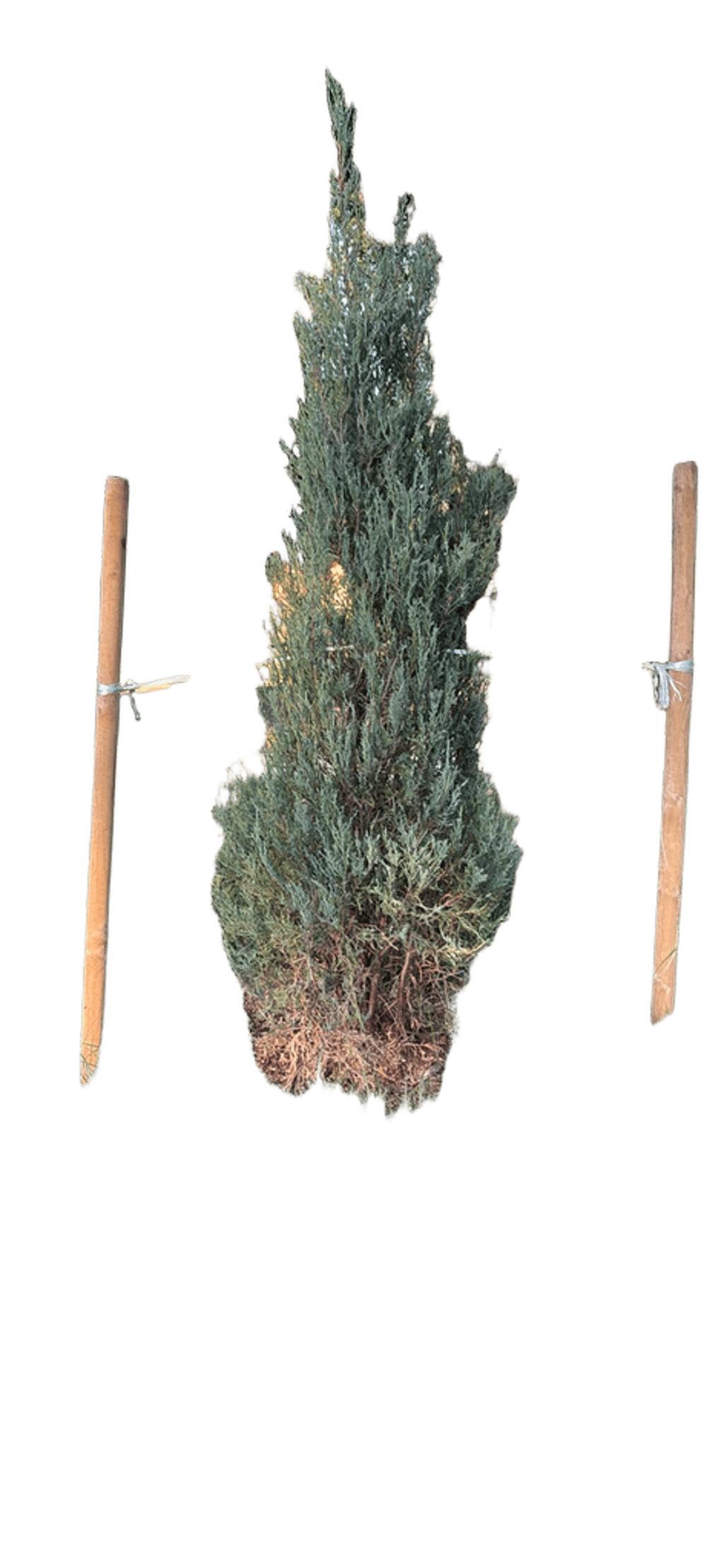 Italian Cypress