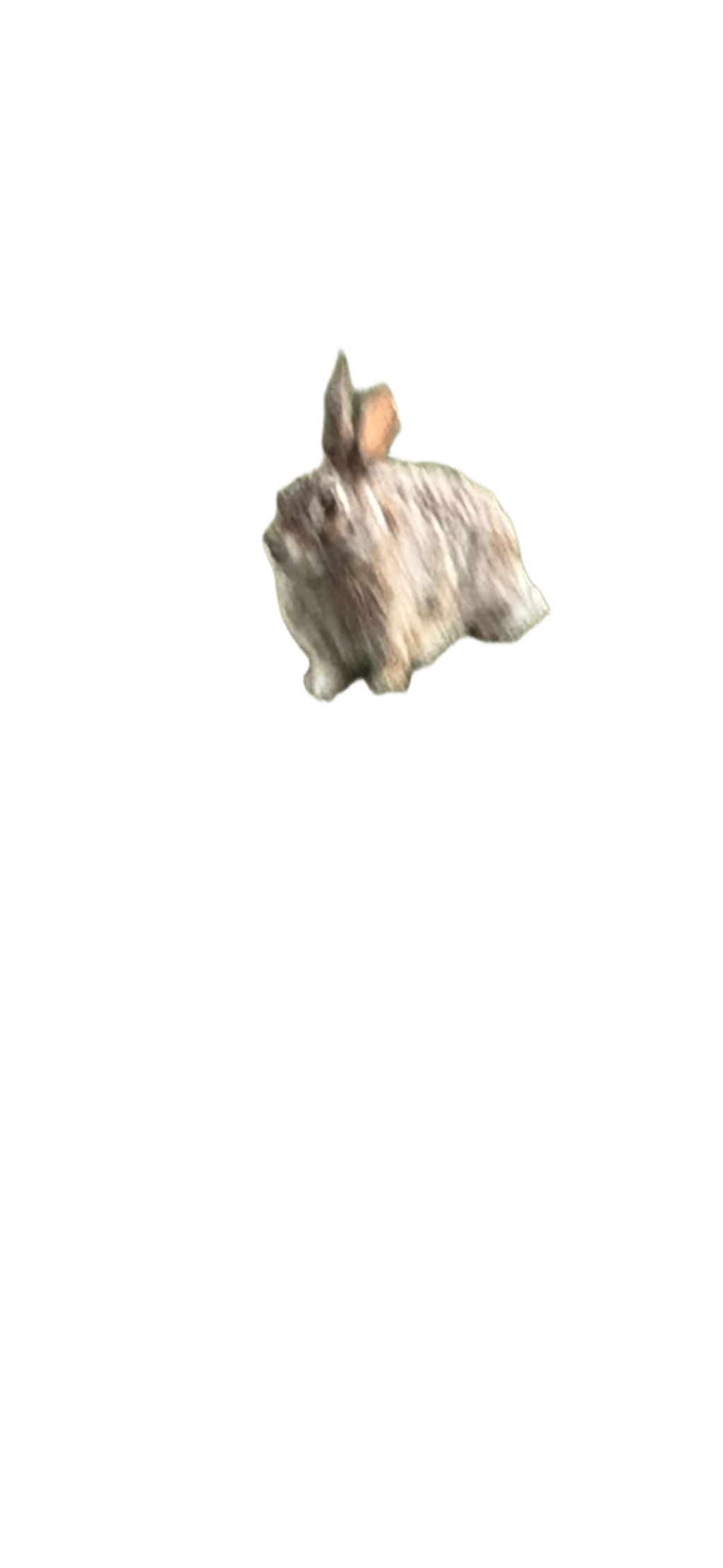 Rabbit, a recorded specimen