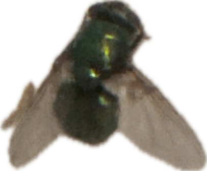 Metallic Green Bee