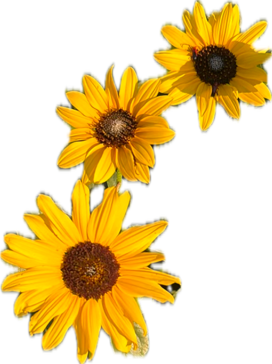 Black-Eyed Susan, a recorded specimen