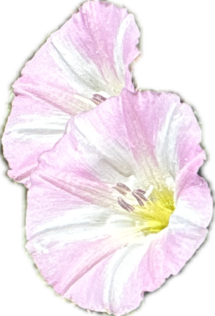 Morning Glory, a captured specimen