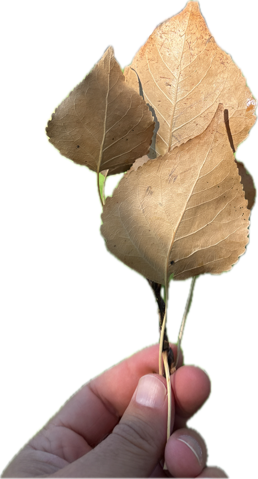 Aspen Leaf