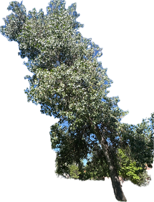 Birch Tree
