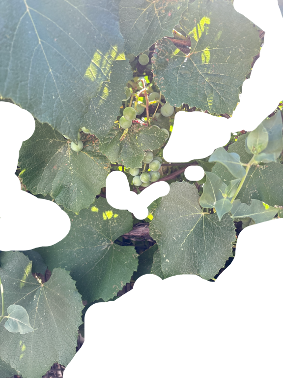Grapevine, a recorded specimen