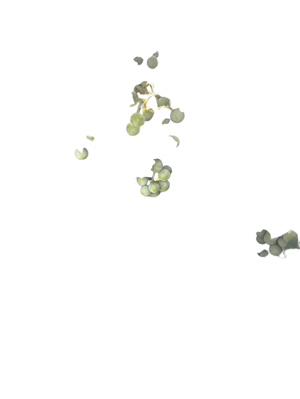 Grapevine, a recorded specimen