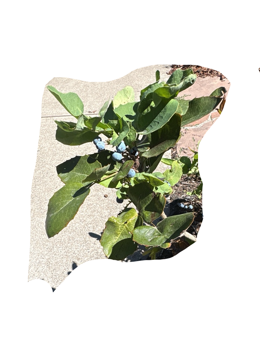 Blueberry, a recorded specimen