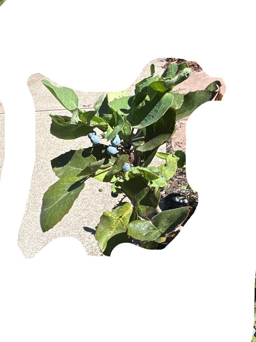 Blueberry
