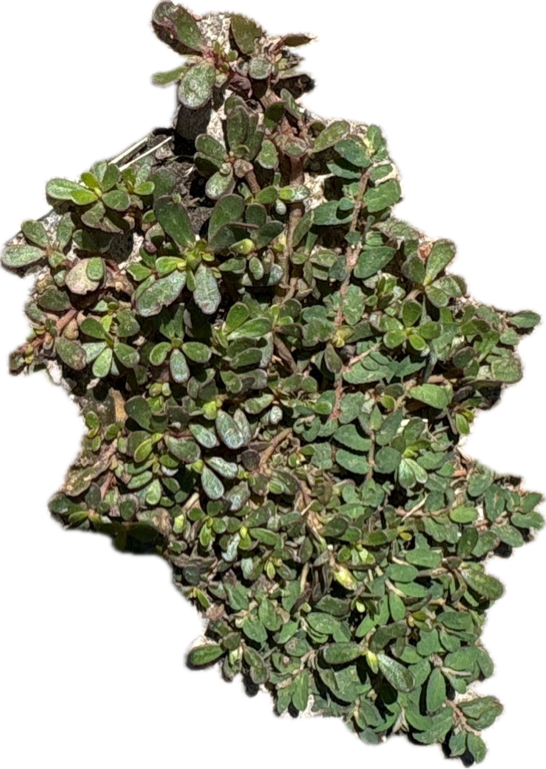 Purslane