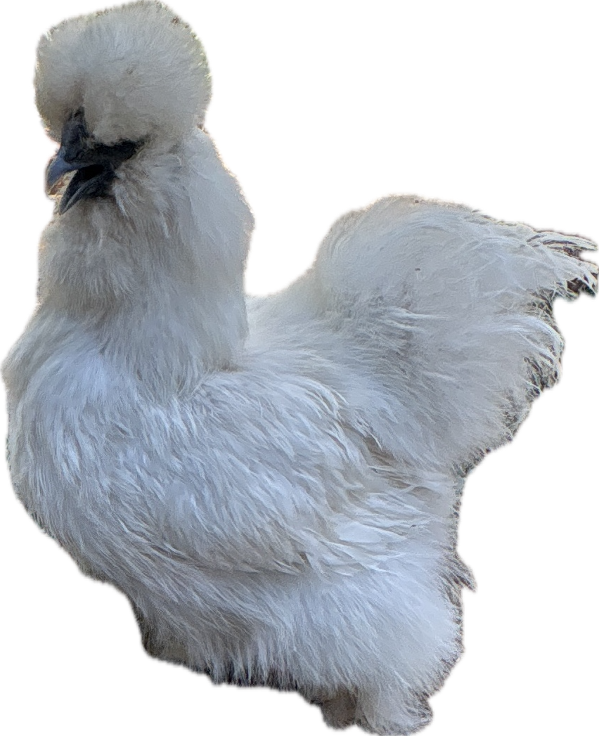 Silkie Chicken, a recorded specimen