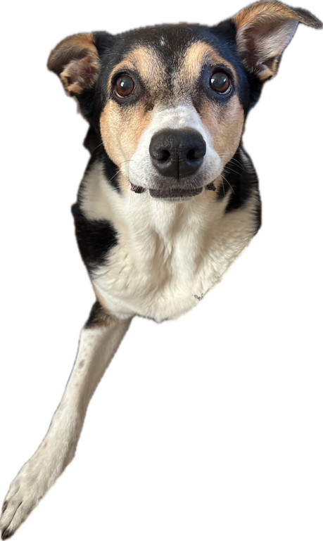 Chihuahua Mix