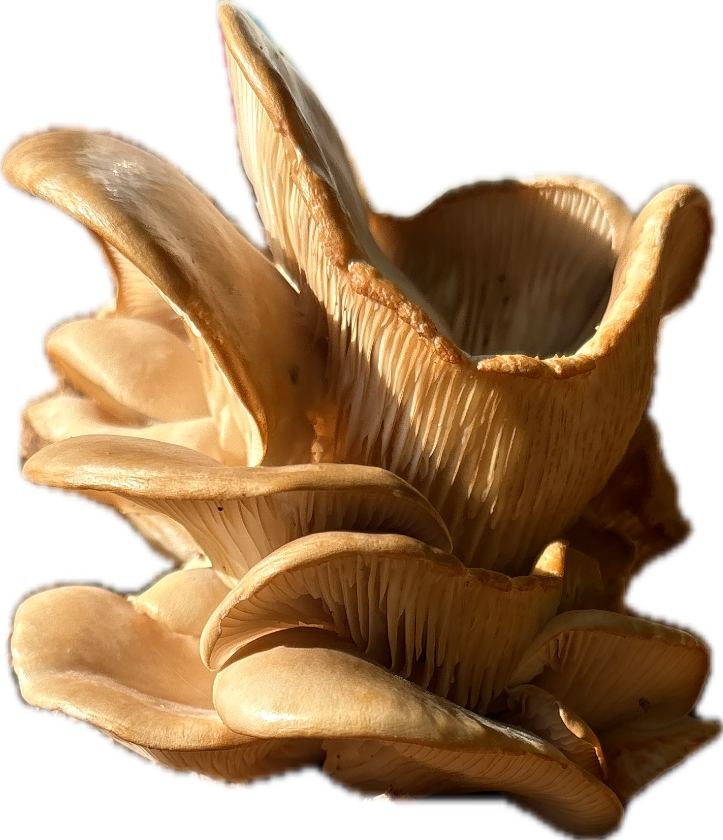 Oyster Mushroom
