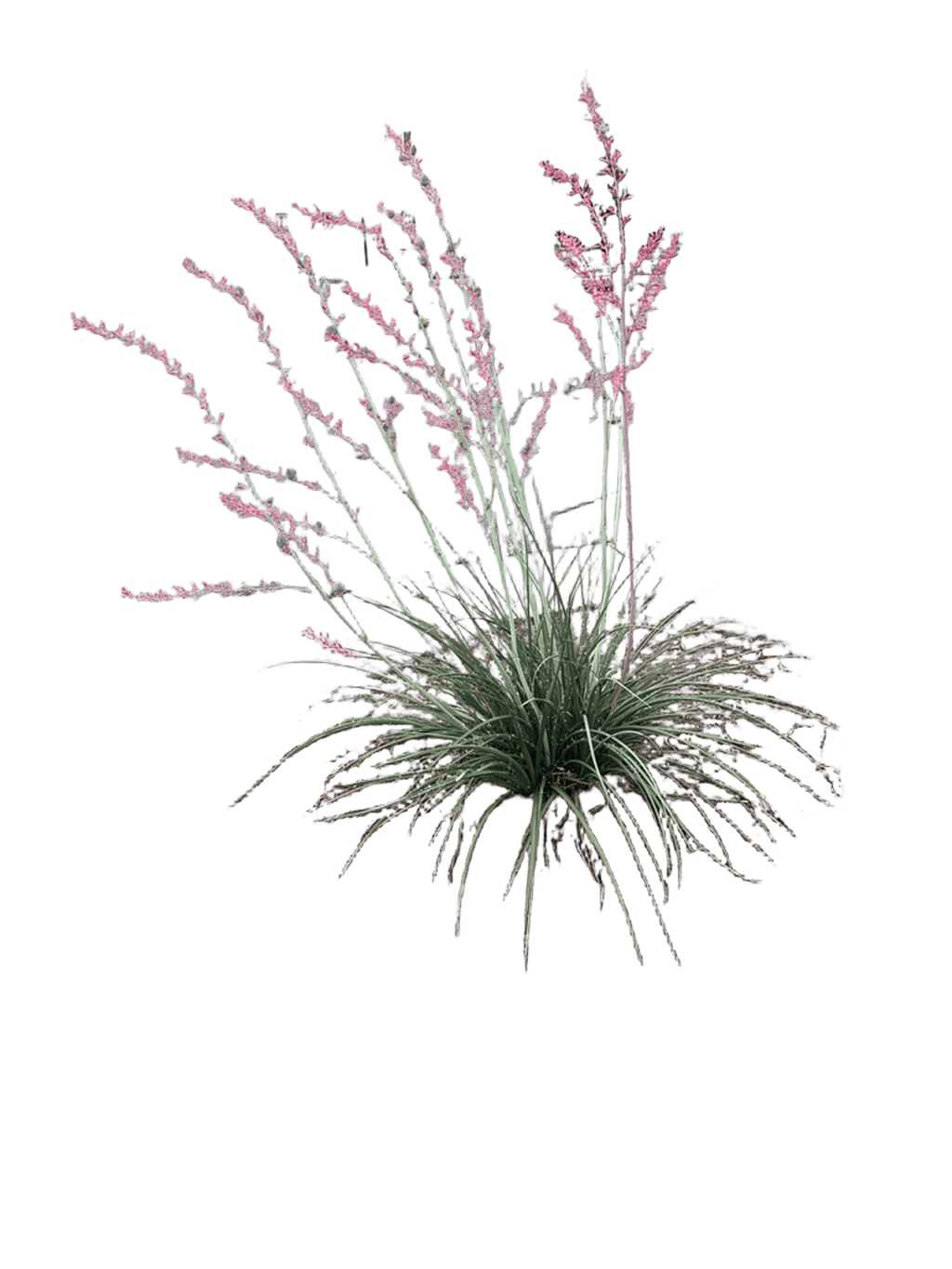 Pink Muhly Grass