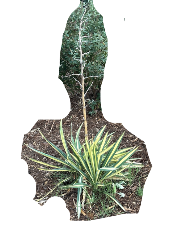Variegated Yucca