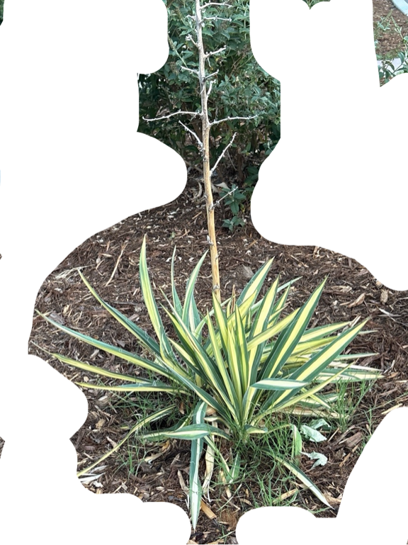 Variegated Yucca, a recorded specimen