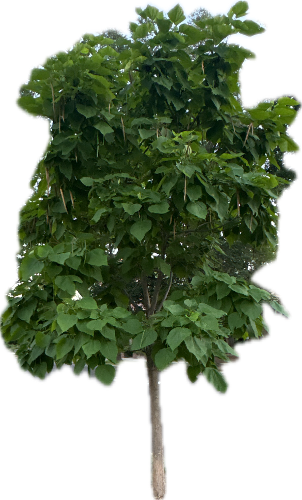 Catalpa