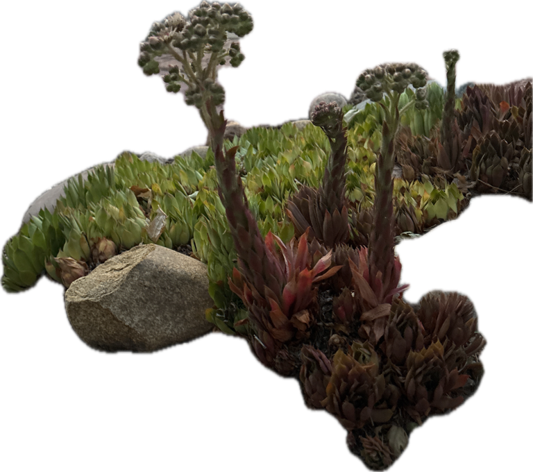 Aeonium