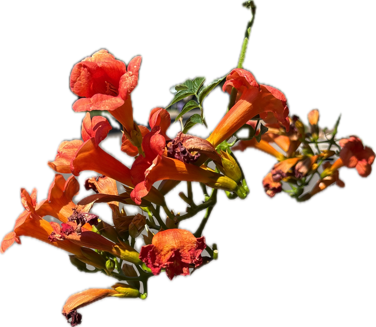 Trumpet Vine