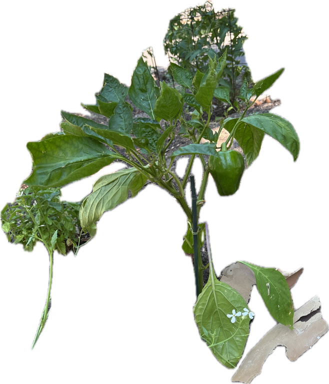 Bell Pepper, a recorded specimen
