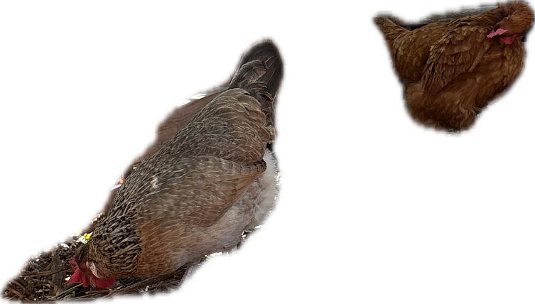 Chicken, a recorded specimen