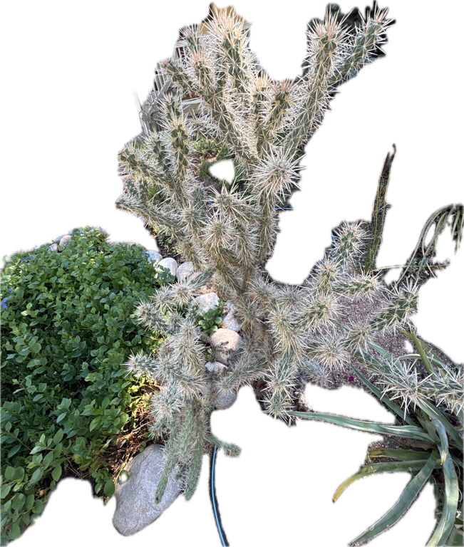 Silver Cholla
