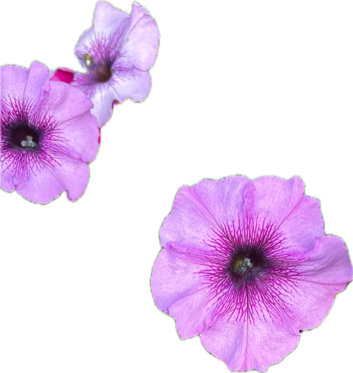 Petunia