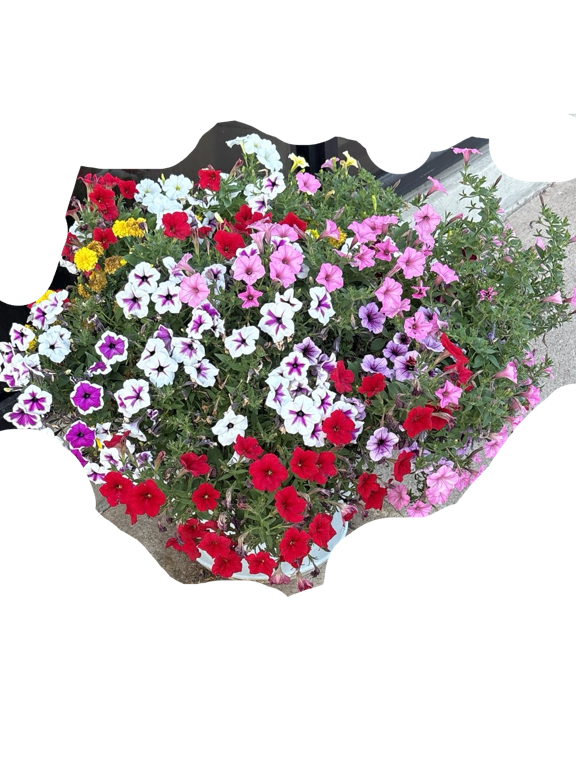 Petunia Mix