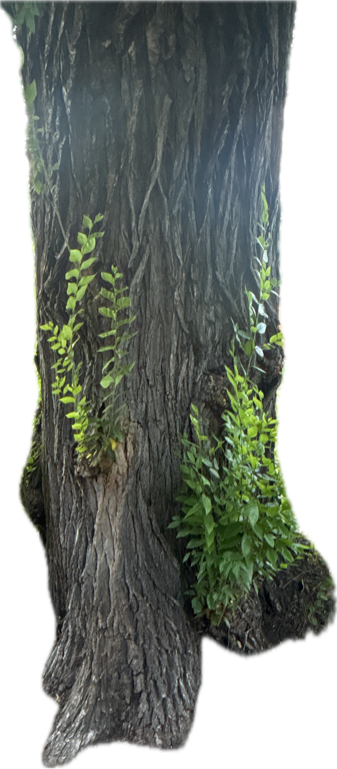Tree, a recorded specimen